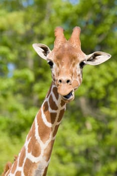 Giraffe Portrait