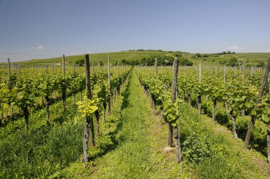 Vineyard near Burkheim am Kaiserstuhl