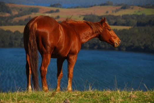Horse with lake view