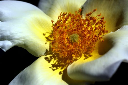 (R. bracteata x double yellow tea rose)