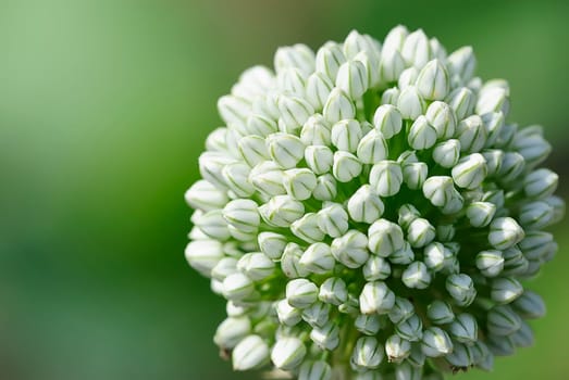 leek