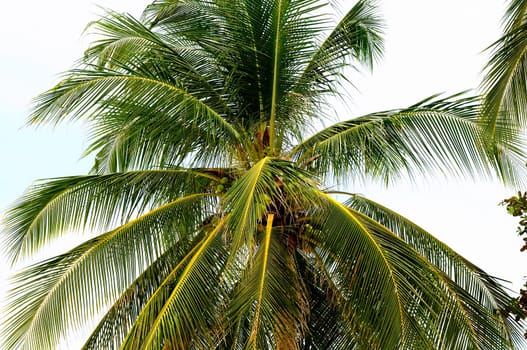 View on palm tree