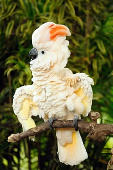 White cockatoo