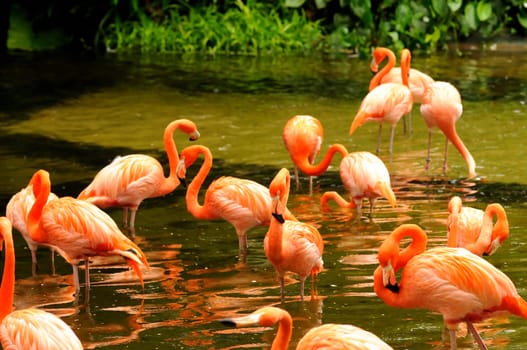 Pink flamingo