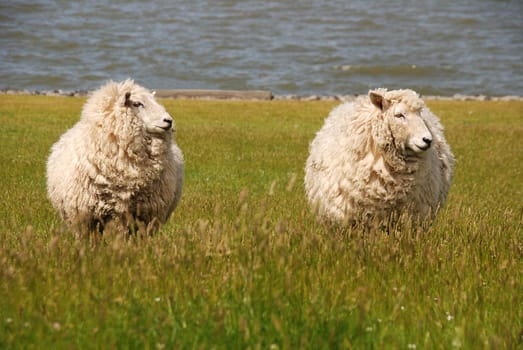 Two Sheep