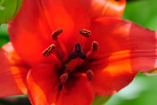 Flowering 41