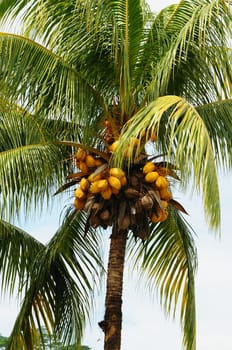 Palm tree coconuts