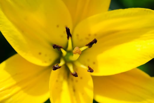 Blossom 37