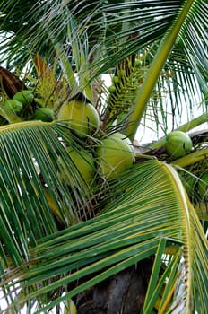View on palm tree