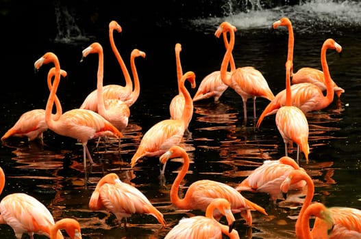 Orange flamingo