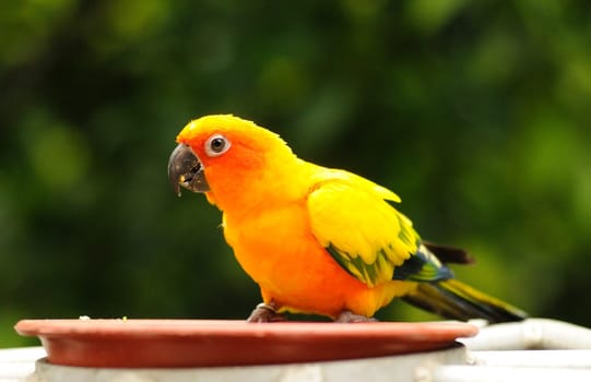 A colourful hungry parrot