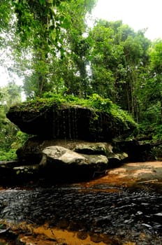 Rainforest