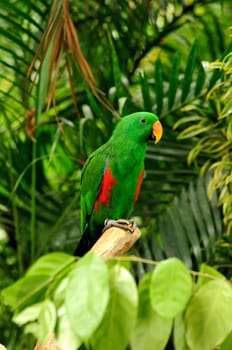 Parrot