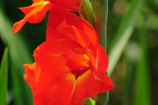 gladiolus