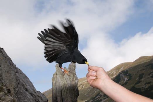 Mountain jackdaw