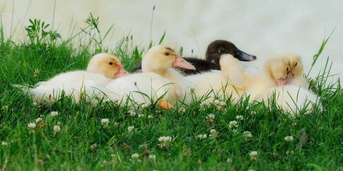 The wart duck,also known as mute,flying,turkey or barbary duck (from French. Canard de Barberie) is the domestic form of the musk duck.