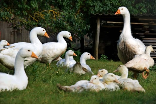 Altmühltal sheep