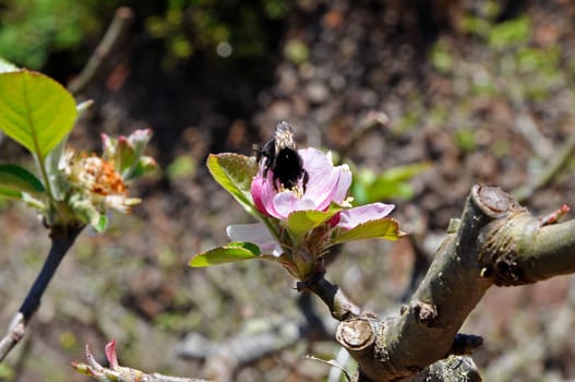 Bumblebee pollinates apple tree blossom