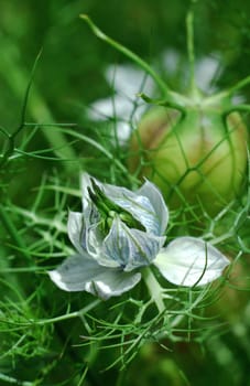 Maiden in the green