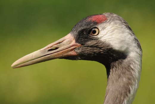 Grey Crane