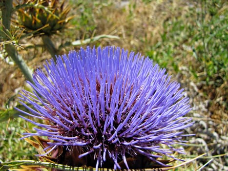 Thistle Blossom