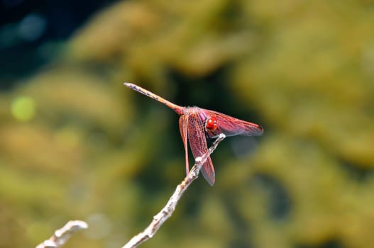 Red Dragonfly