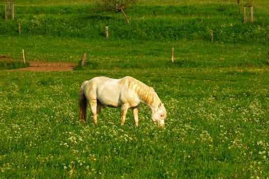 Grey Stallion