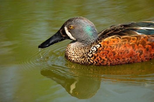 Australian Shoveler,male