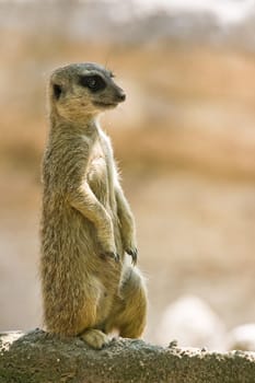 Meerkat watching territory