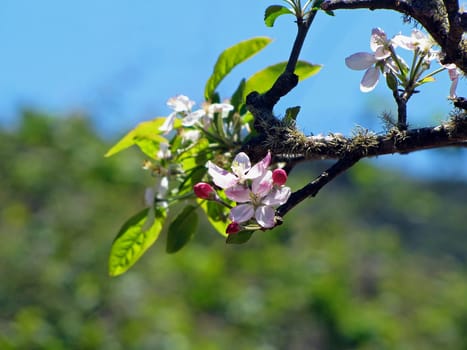 Apple blossom in Spain