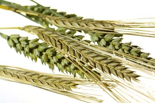 Wheat,barley - ears of corn,optionally