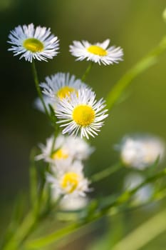 Young daisies in summer,close-up
