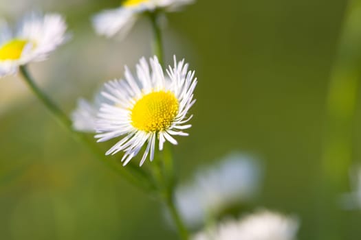Young daisies in summer,close-up