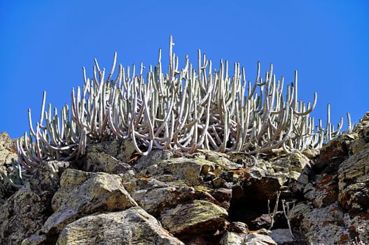 Canarian spurge