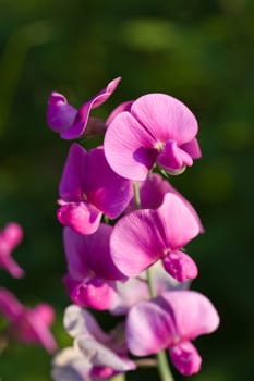 Orchids