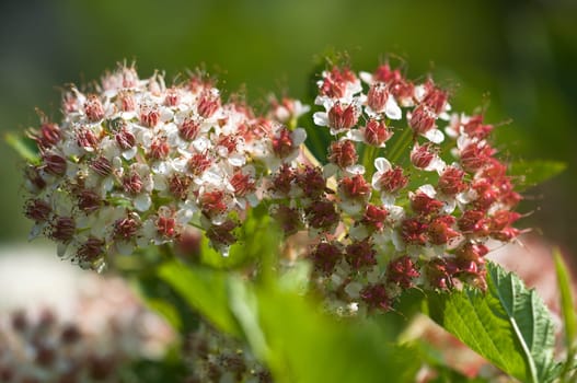 Snowball - Viburnum