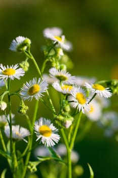 Young daisies in summer,close-up