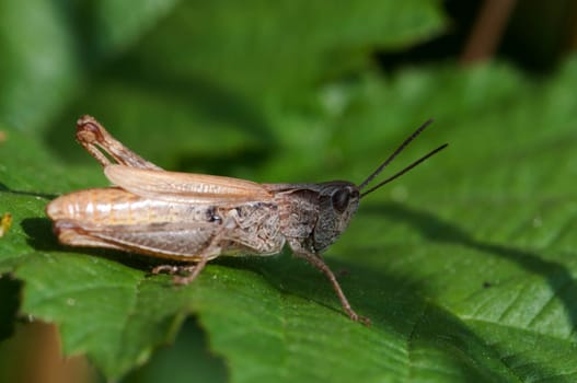 Grasshopper - Gomphocerinae