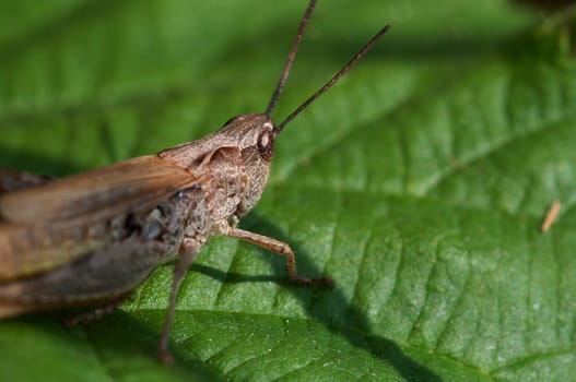 Grasshopper - Gomphocerinae