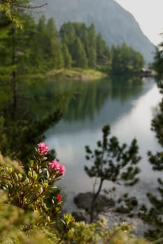 Rhododendron