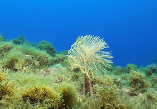Screw sabbell in the Mediterranean Sea