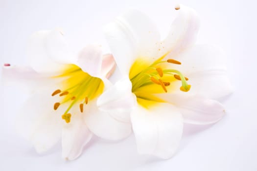 White Lilies