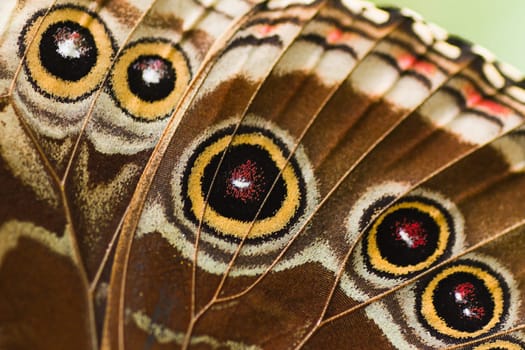 Part of butterfly wing blue Morpho