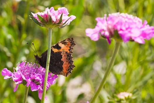 Small tortoiseshell drinking nectar on summerday