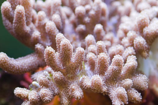 Sea anemone, predatory animal