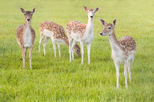 Group of Fallow Deer