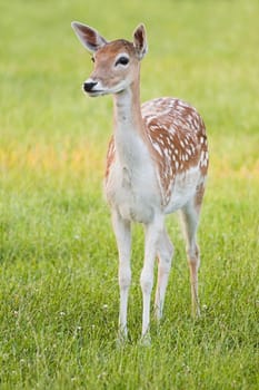 Female Fallow Deer - vertical image
