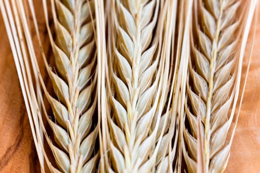 Cereal grain,wheat and ears of corn