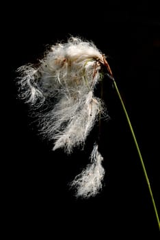 cotton grass