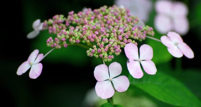 Garden hydrangea